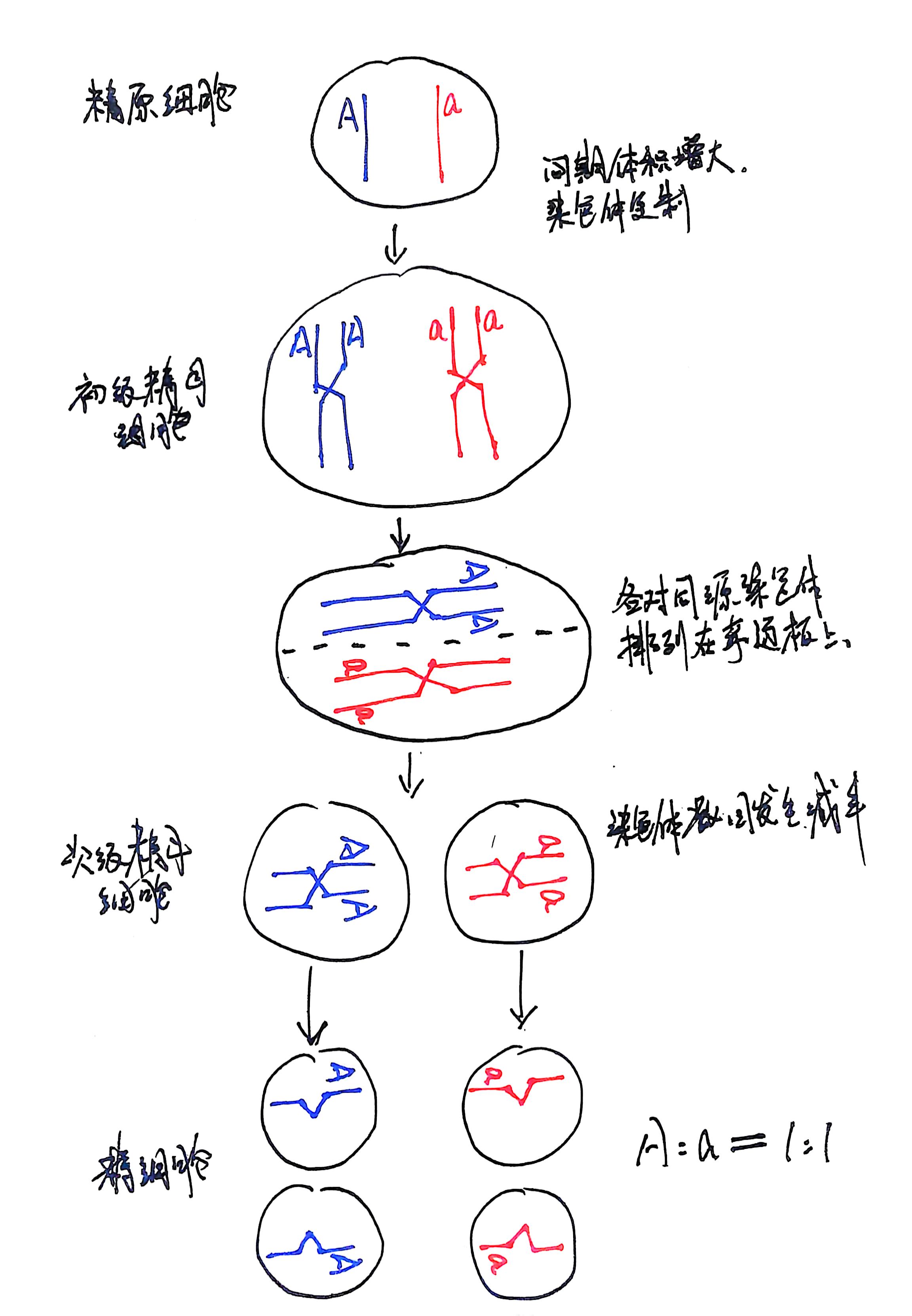 减数分裂
