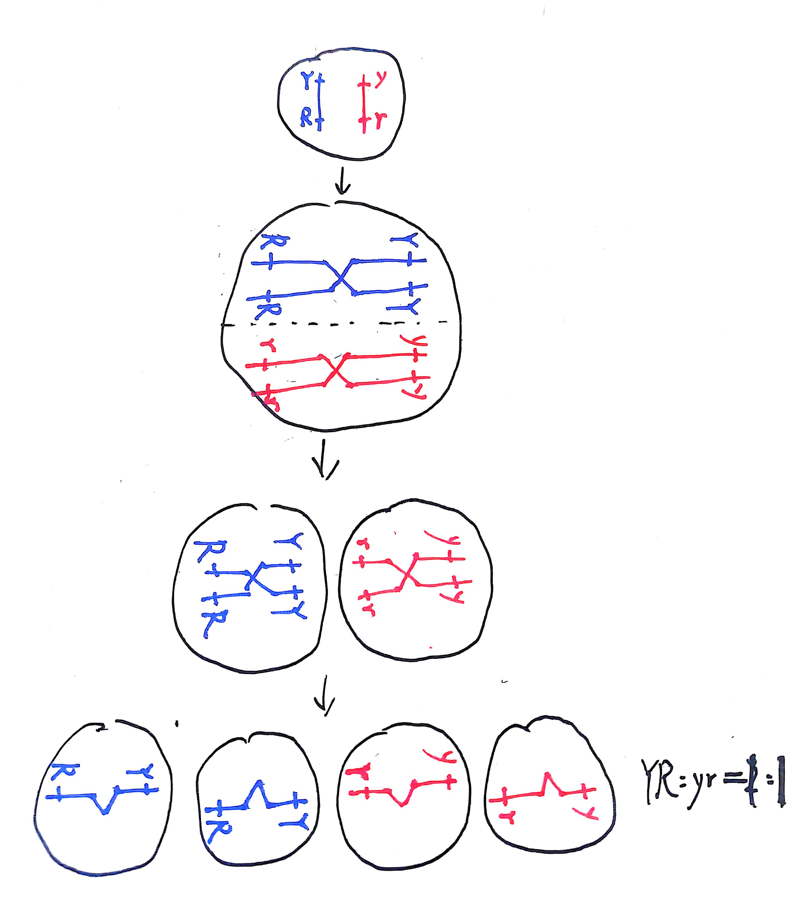 双基因完全连锁