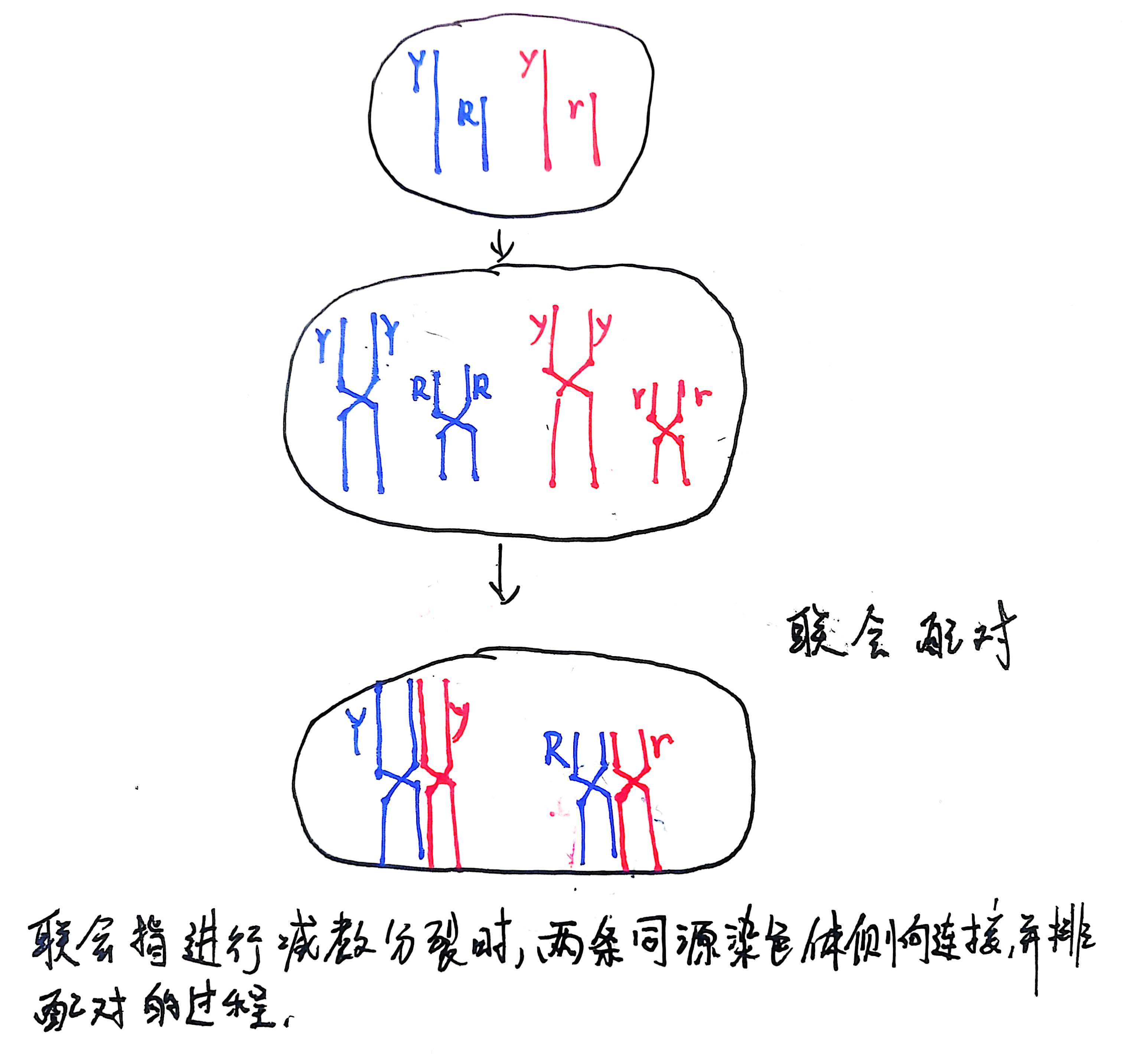 双基因杂交