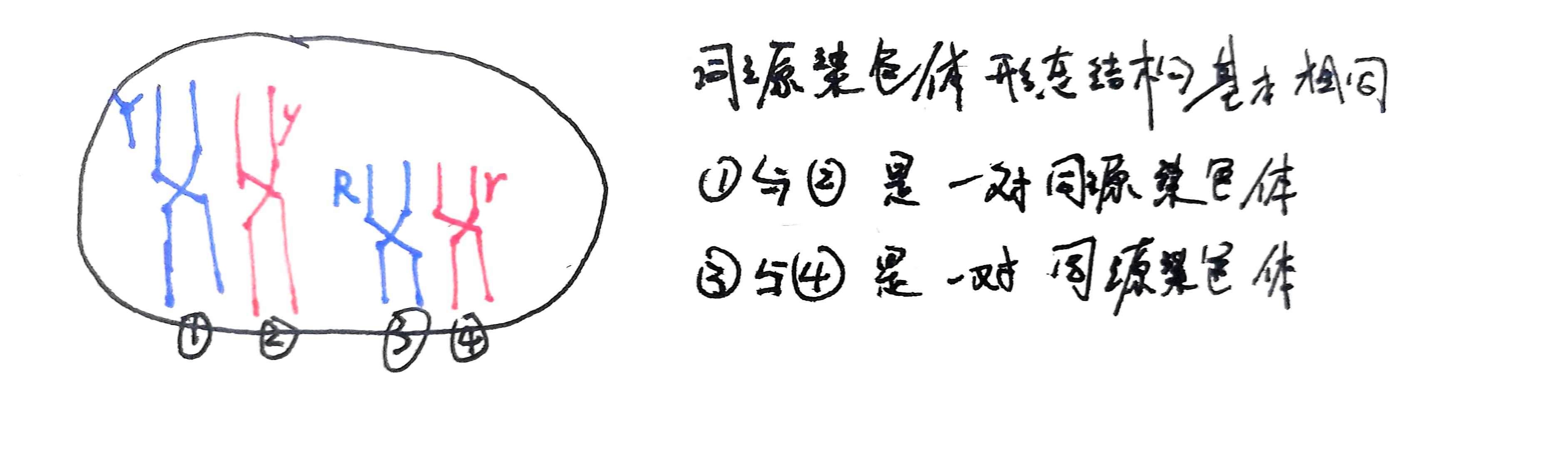 同源染色体