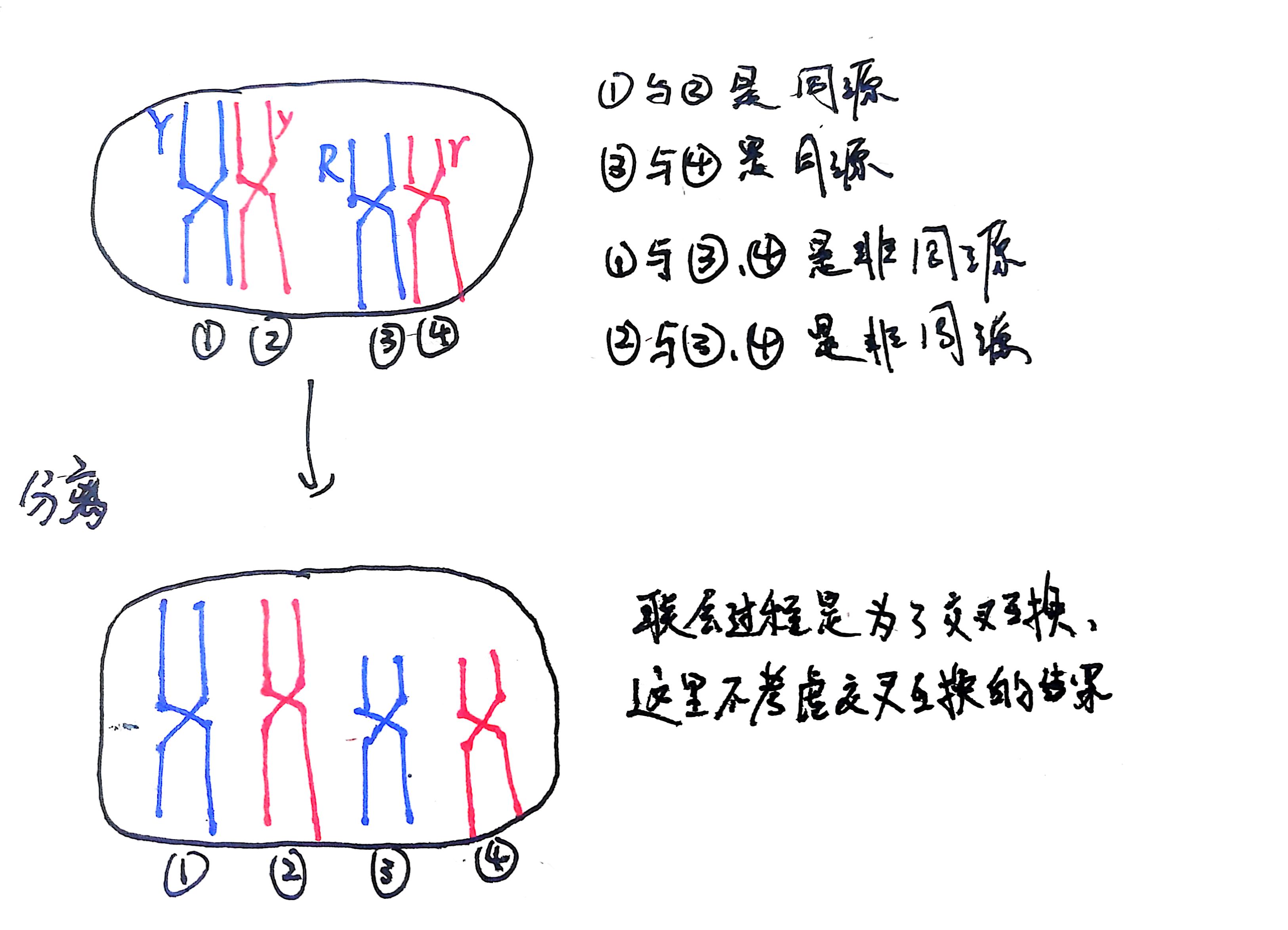 同源染色体分离