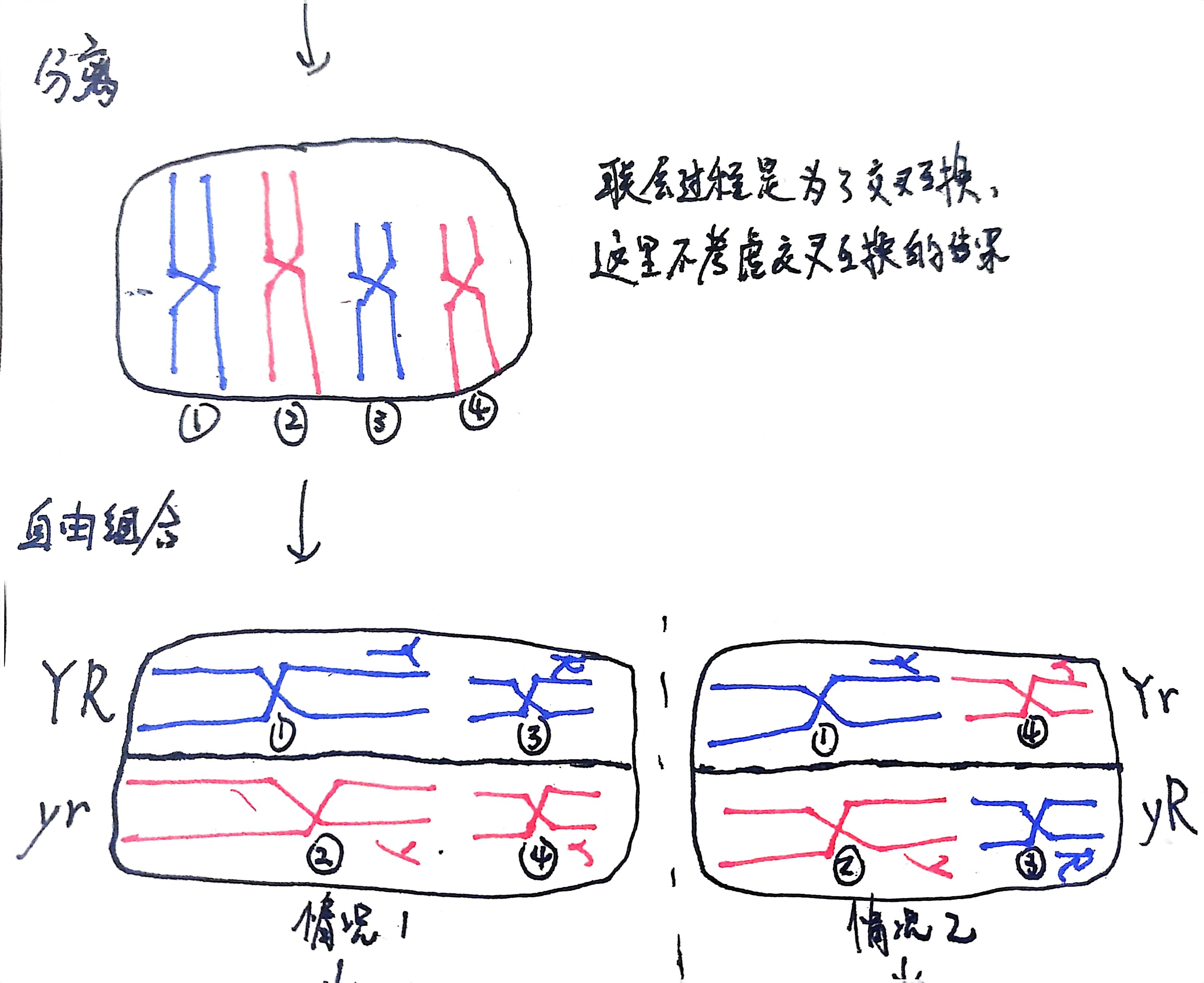 非同源染色体自由组合
