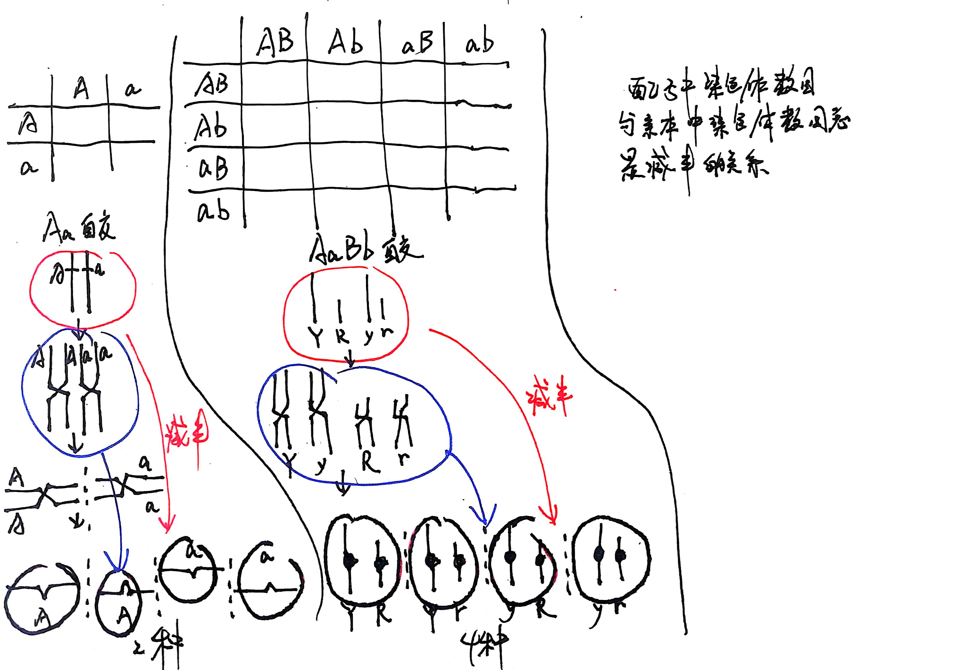 探究配子数目的关系