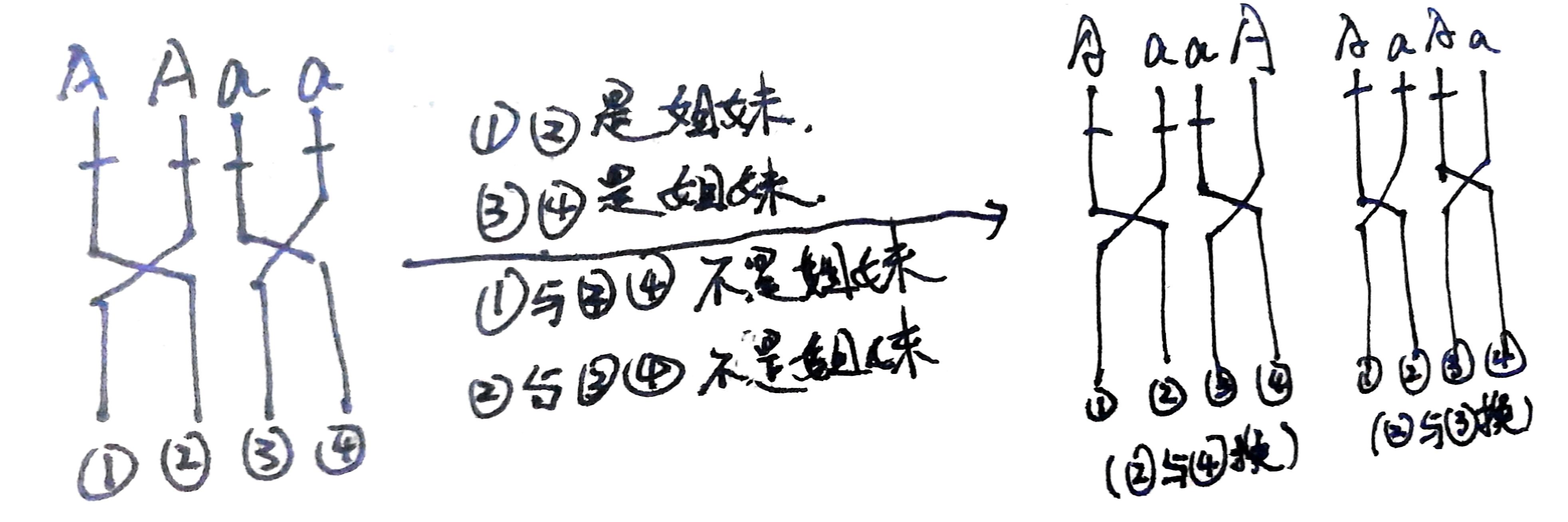 一对独立遗传的等位基因的交叉互换