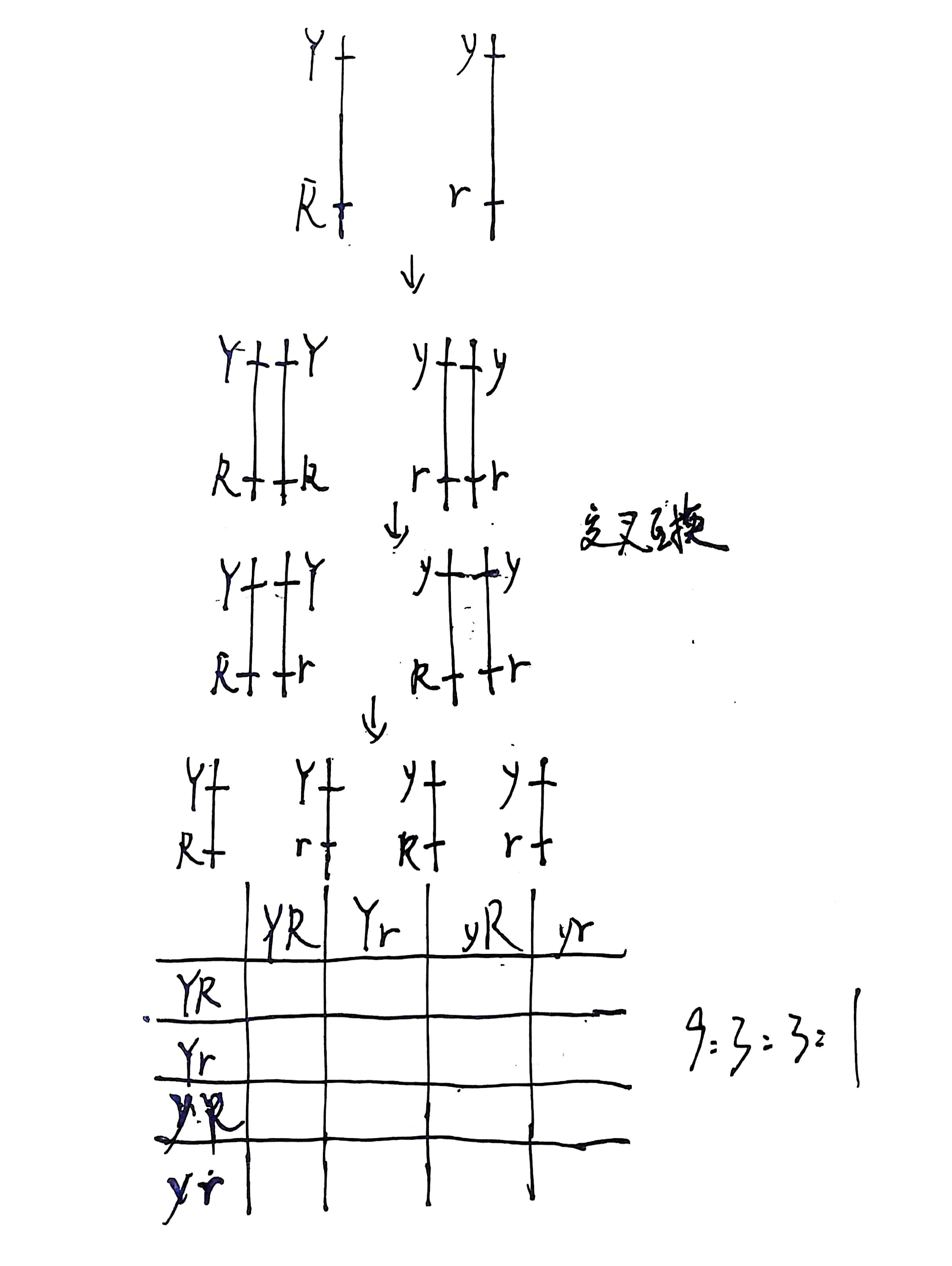 两对连锁但独立的交叉互换符合孟德尔定律